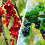 Kā pareizi stādīt jāņogas rudenī, lai vasarā krūmi pārsprāgtu ar