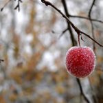 Kā sagatavot augļu kokus ziemai: 10 svarīgi padomi