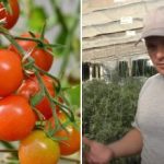 Kāpēc tomāti “iestrēgst” augšanā: slēptie iemesli un kā atrisināt problēmu