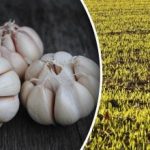 Kur nestāda ziemas ķiplokus: ir svarīgi izvēlēties pareizos priekštečus