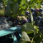 Mellenes var izturēt jebkuras salnas: dārzniece atklāja galvenos rudens kopšanas