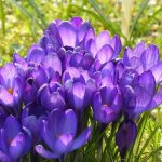 Ne tikai tulpes: šīs septiņas sīpolu puķes ir vērts stādīt