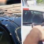 Putni vairs nelido uz automašīnām: lūk, kas jums jādara