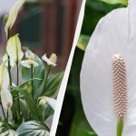 Spathiphyllum ziedēs gadiem ilgi, ja rudenī turēsiet to prom no