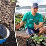 Tas ir iespējams: kāds dāmu audzētājs atklāja vienkāršu veidu, kā