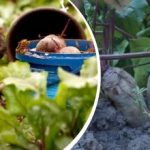 Vienkārša rīcība augustā: dārznieks dalījās pieredzē, kā padarīt bietes saldas