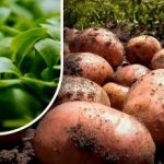 Zeme būs kā pūkas: dārznieks stāsta, ko sēt pēc kartupeļu